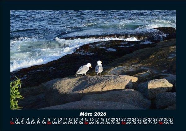 Produktbild: M&ouml;wen 2026 Fotokalender DIN A5