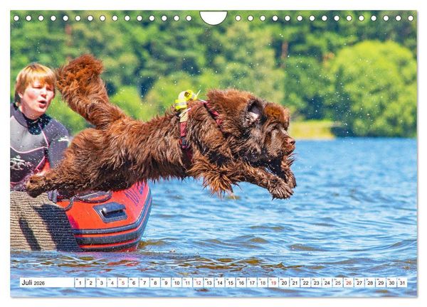 Produktbild: Neufundl&auml;nder - Das Wasser ist ihr Element (Wandkalender 2026 DIN A4 quer), CALVENDO Monatskalender