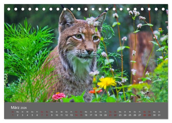 Produktbild: Der Luchs - Hochbeinig, Pinselohren, Backenbart (Tischkalender 2026 DIN A5 quer), CALVENDO Monatskalender