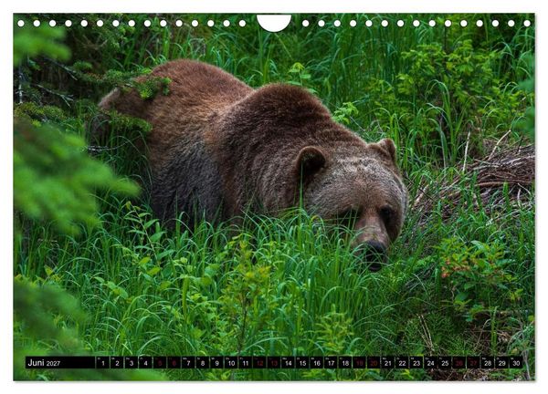 Produktbild: Grizzlys und Geisterb&auml;ren - Glendale Cove, Kanada (Wandkalender 2027 DIN A4 quer), CALVENDO Monatskalender
