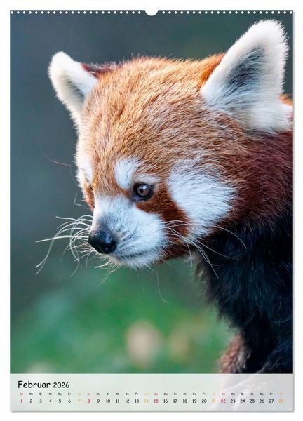 Produktbild: Roter Panda (Wandkalender 2026 DIN A2 hoch), CALVENDO Monatskalender