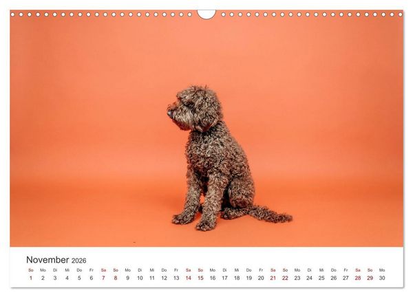 Produktbild: Pudel - Die flauschigen Lockenk&ouml;pfe. (Wandkalender 2026 DIN A3 quer), CALVENDO Monatskalender