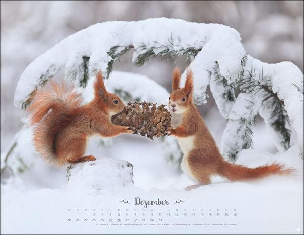 Produktbild: Vadim Trunov: M&auml;rchenhaftes Waldleben Posterkalender 2027