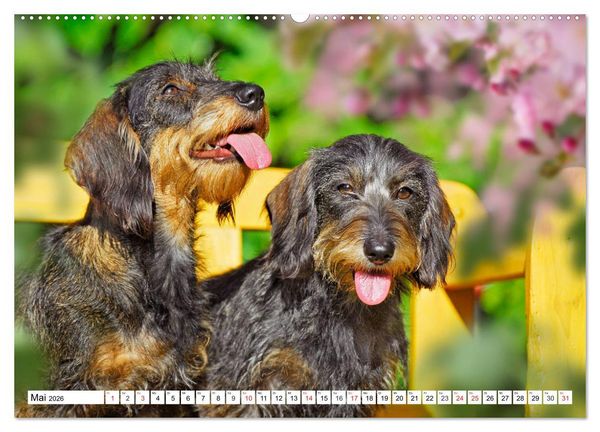 Produktbild: Dackeltr&auml;umereien - Kleine Helden auf 4 Pfoten (hochwertiger Premium Wandkalender 2026 DIN A2 quer), Kunstdruck in Hochglanz