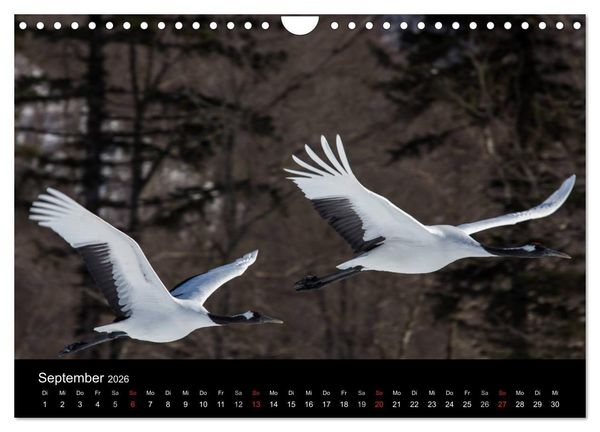 Produktbild: Mandschurenkraniche (Wandkalender 2026 DIN A4 quer), CALVENDO Monatskalender