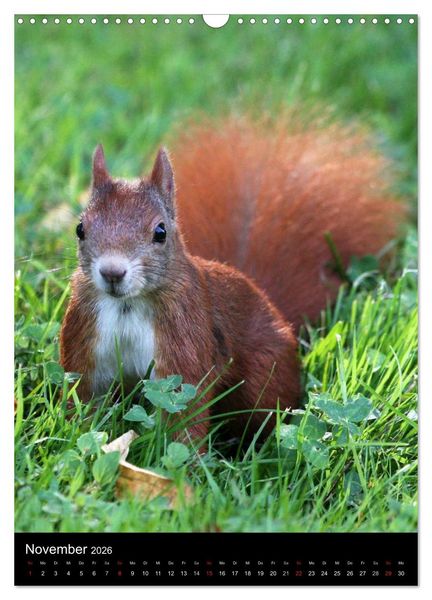 Produktbild: Eichh&ouml;rnchen (Wandkalender 2026 DIN A3 hoch), CALVENDO Monatskalender