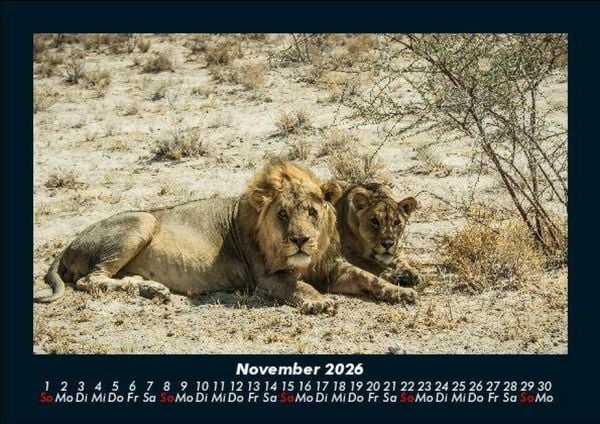 Produktbild: L&ouml;wen in der Wildnis 2026 Fotokalender DIN A5