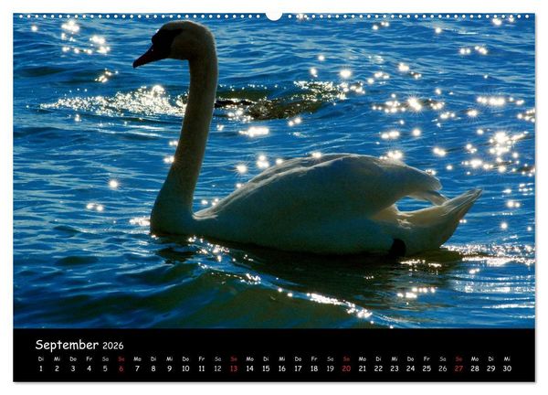 Produktbild: Lazise und Umgebung (hochwertiger Premium Wandkalender 2026 DIN A2 quer), Kunstdruck in Hochglanz