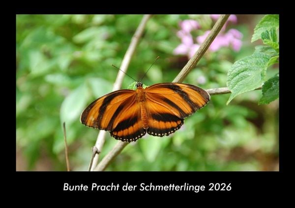 Produktbild: Bunte Pracht der Schmetterlinge 2026 Fotokalender DIN A3