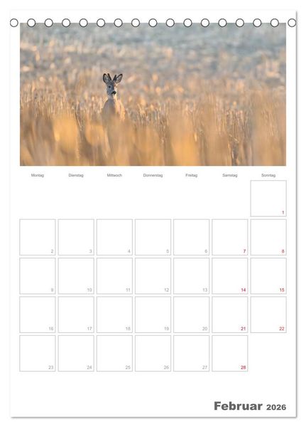 Produktbild: Rehe & Co / Planer (Tischkalender 2026 DIN A5 hoch), CALVENDO Monatskalender