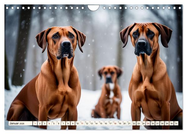 Produktbild: Rhodesian Ridgeback - Athlet mit R&uuml;ckenkamm (Wandkalender 2026 DIN A4 quer), CALVENDO Monatskalender