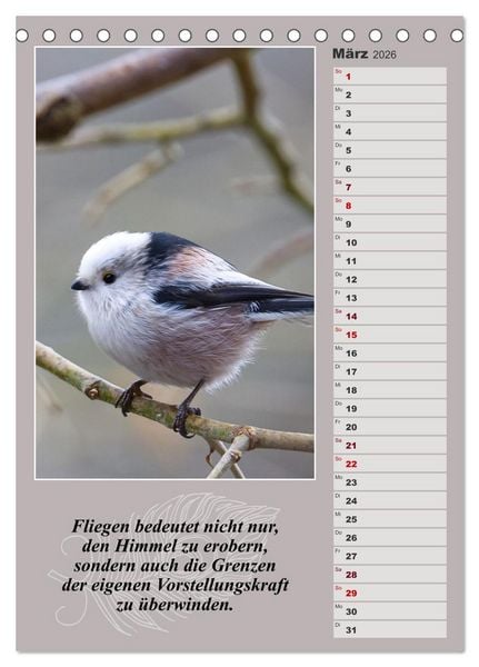 Produktbild: Schwanzmeisen, die niedlichen kleinen Pfannenstielchen (Tischkalender 2026 DIN A5 hoch), CALVENDO Monatskalender