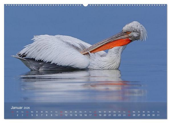 Produktbild: Pelikan-Kalender (hochwertiger Premium Wandkalender 2026 DIN A2 quer), Kunstdruck in Hochglanz