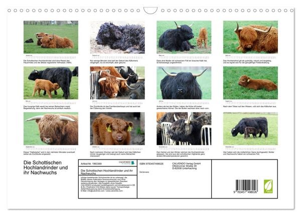 Produktbild: Die Schottischen Hochlandrinder und ihr Nachwuchs (Wandkalender 2026 DIN A3 quer), CALVENDO Monatskalender