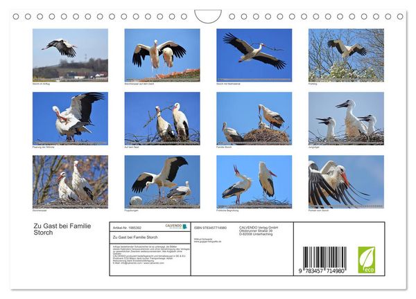 Produktbild: Zu Gast bei Familie Storch (Wandkalender 2026 DIN A4 quer), CALVENDO Monatskalender