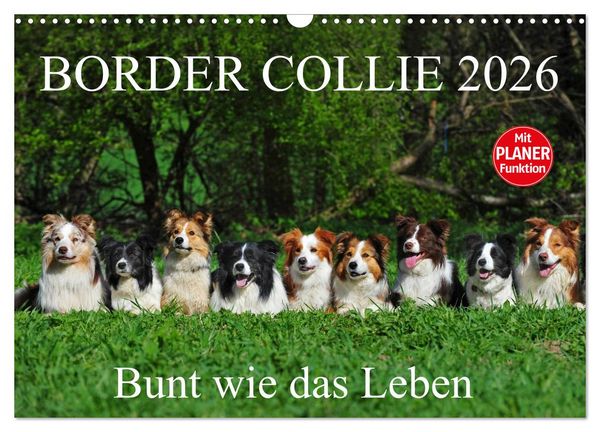 Border Collie 2026 (Wandkalender 2026 DIN A3 quer), CALVENDO Monatskalender