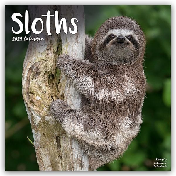 Sloths – Faultiere 2025 – 16-Monatskalender