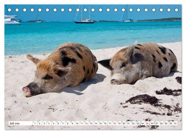 Produktbild: Schweine im Dauerurlaub auf den Bahamas! (Tischkalender 2026 DIN A5 quer), CALVENDO Monatskalender