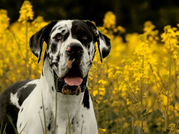 Produktbild: CALVENDO Puzzle Ein Motiv aus dem Kalender Deutsche Doggen - Sanfte Riesen | 1000 Teile Lege-Gr&ouml;&szlig;e 64x48cm Foto-Puzzle f&uuml;r gl&uuml;ckliche Stunden