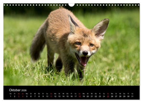 Produktbild: Wilde Heimat (Wandkalender 2026 DIN A3 quer), CALVENDO Monatskalender