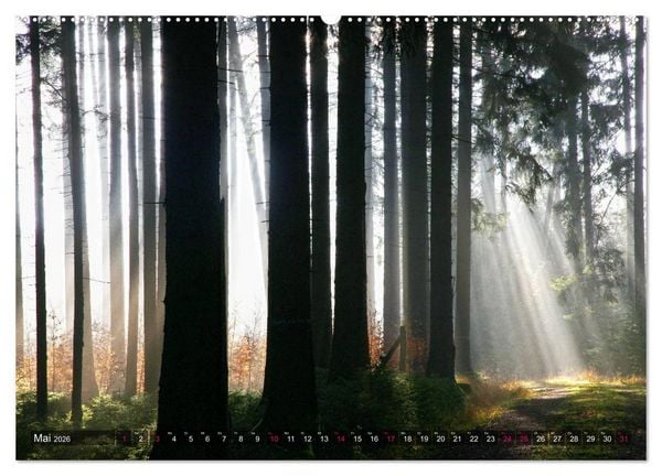 Produktbild: Erleuchtung im Wald (Wandkalender 2026 DIN A2 quer), CALVENDO Monatskalender