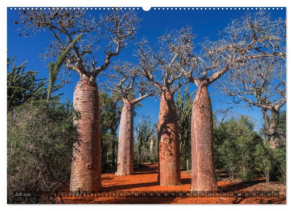 Produktbild: Zauberwald Ifaty &middot; Traumhafte Baobabs in Madagaskar (Wandkalender 2026 DIN A2 quer), CALVENDO Monatskalender