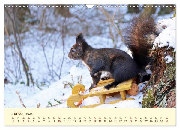 Produktbild: Eichh&ouml;rnchen - zauberhaft verspielt (Wandkalender 2026 DIN A3 quer), CALVENDO Monatskalender