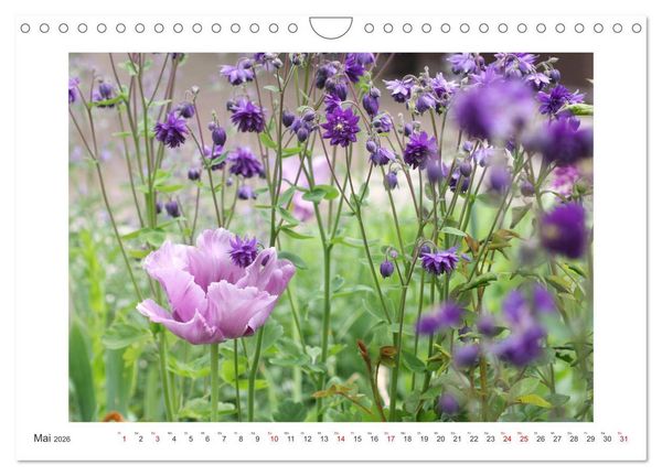 Produktbild: Akeleien im Garten (Wandkalender 2026 DIN A4 quer), CALVENDO Monatskalender
