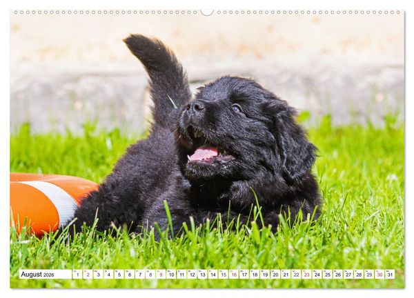 Produktbild: Neufundl&auml;nder - Alle fangen mal klein an (hochwertiger Premium Wandkalender 2026 DIN A2 quer), Kunstdruck in Hochglanz