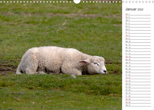 Produktbild: Deichschafe (Wandkalender 2022 DIN A3 quer)