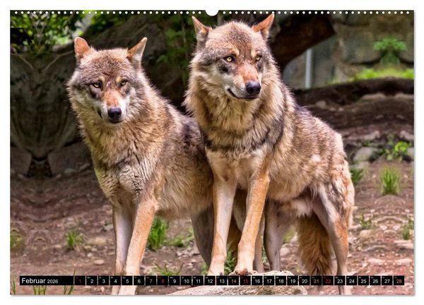 Produktbild: W&ouml;lfe - sie sind wieder da (hochwertiger Premium Wandkalender 2026 DIN A2 quer), Kunstdruck in Hochglanz
