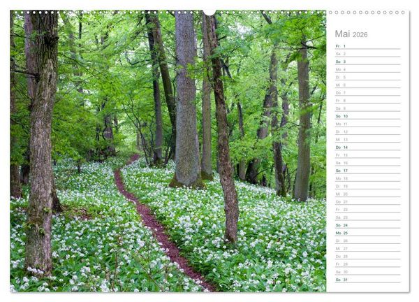 Produktbild: Im Deutschen Wald 2026 - ein Notizkalender (Wandkalender 2026 DIN A2 quer), CALVENDO Monatskalender
