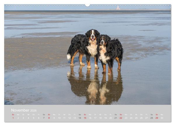 Produktbild: Liebling BERNER SENNENHUND (hochwertiger Premium Wandkalender 2026 DIN A2 quer), Kunstdruck in Hochglanz