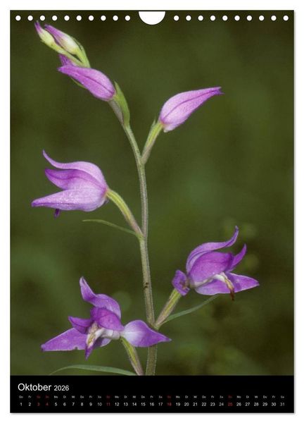 Produktbild: Wildwachsende Orchideen in Deutschland (Wandkalender 2026 DIN A4 hoch), CALVENDO Monatskalender
