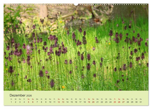 Produktbild: Wilde Blumen - ein Spaziergang durch die Natur (hochwertiger Premium Wandkalender 2026 DIN A2 quer), Kunstdruck in Hochglanz