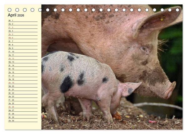 Produktbild: Von S&auml;uen die Schwein haben! (Tischkalender 2026 DIN A5 quer), CALVENDO Monatskalender