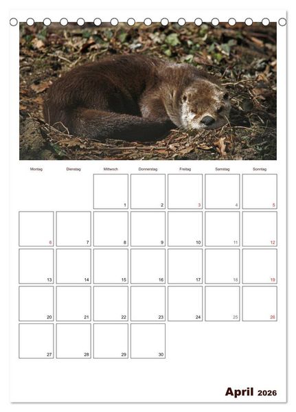 Produktbild: Der Fischotter-Terminplaner (Tischkalender 2026 DIN A5 hoch), CALVENDO Monatskalender