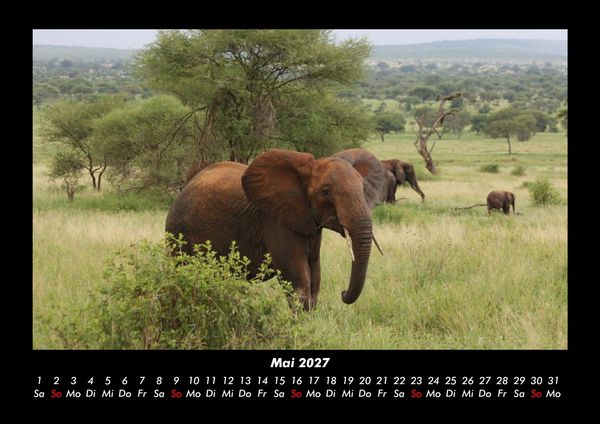 Produktbild: Der Elefantenkalender 2027 Fotokalender DIN A3