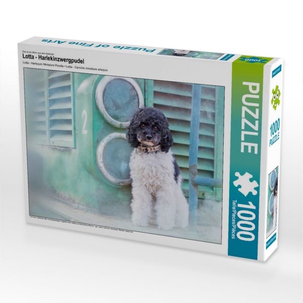 Produktbild: CALVENDO Puzzle Lotta - Harlekinzwergpudel 1000 Teile Lege-Gr&ouml;&szlig;e 640 x 480 cm Foto-Puzzle Bild von None www.boegau.de