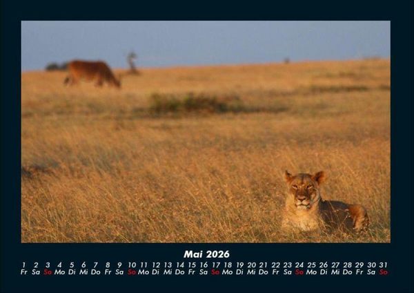 Produktbild: L&ouml;wen in der Wildnis 2026 Fotokalender DIN A4