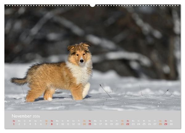 Produktbild: Collie Welpen im Schnee (Wandkalender 2026 DIN A2 quer), CALVENDO Monatskalender