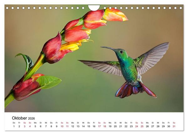 Produktbild: Kolibris - Juwelen der L&uuml;fte (Wandkalender 2026 DIN A4 quer), CALVENDO Monatskalender