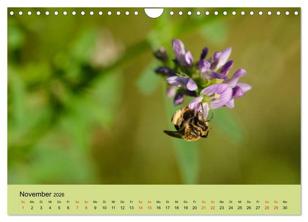 Produktbild: Bienen bei der Arbeit (Wandkalender 2026 DIN A4 quer), CALVENDO Monatskalender