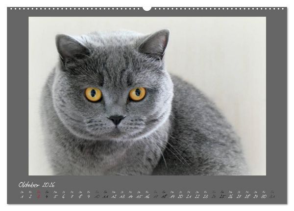 Produktbild: GRAUE ENGEL Britischkurzhaar-Katzen (Wandkalender 2026 DIN A2 quer), CALVENDO Monatskalender