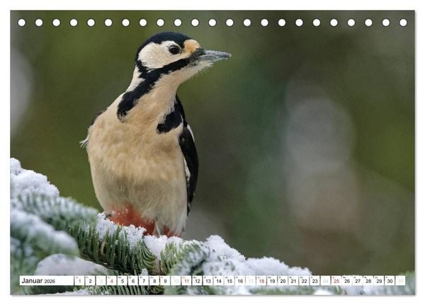 Produktbild: Heimische Gartenv&ouml;gel (Tischkalender 2026 DIN A5 quer), CALVENDO Monatskalender