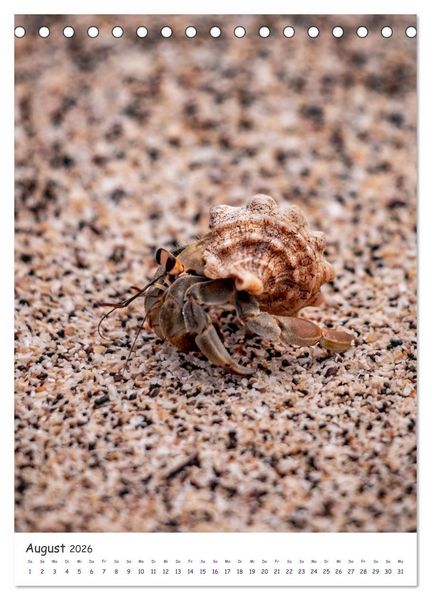 Produktbild: Wildlife - Die Tierwelt der Galapagos Inseln (Tischkalender 2026 DIN A5 hoch), CALVENDO Monatskalender