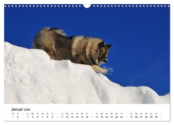 Produktbild: Der Wolfsspitz (Wandkalender 2026 DIN A3 quer), CALVENDO Monatskalender