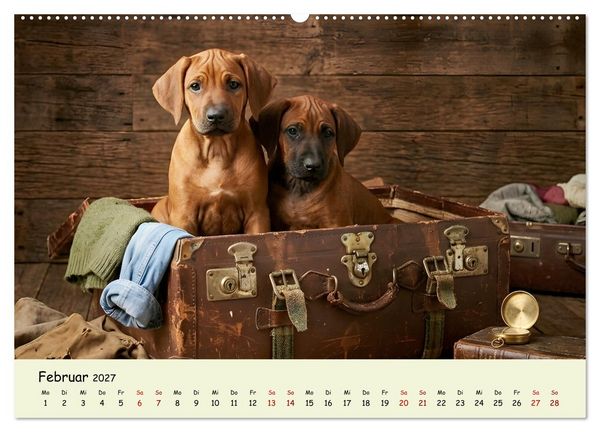Produktbild: Rhodesian Ridgeback - Welpenzauber (Wandkalender 2027 DIN A2 quer), CALVENDO Monatskalender