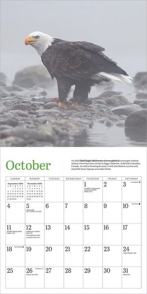 Produktbild: Audubon Eagles Mini Wall Calendar 2026