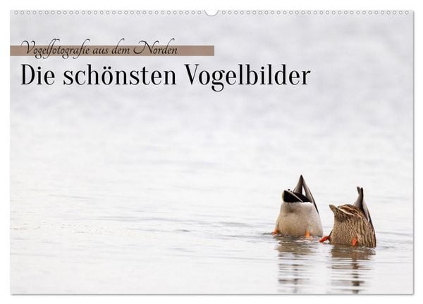 Produktbild: Vogelfotografie aus dem Norden (Wandkalender 2027 DIN A2 quer), CALVENDO Monatskalender